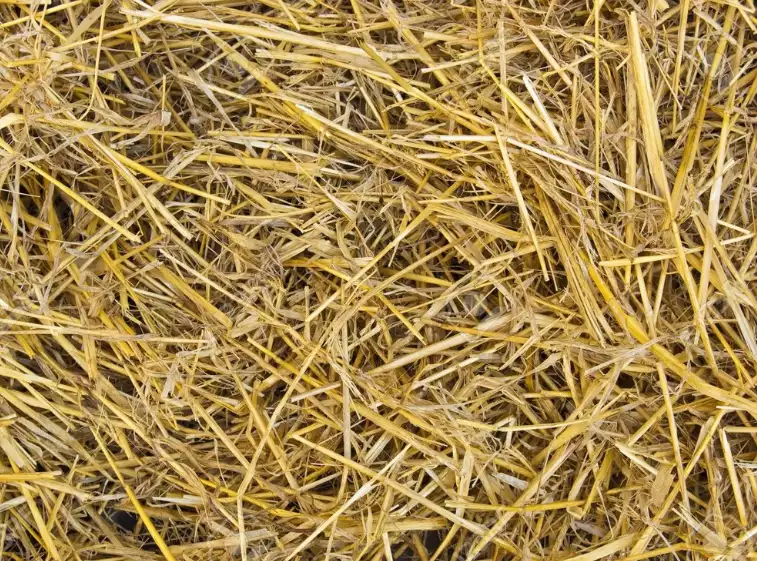 hay and straw